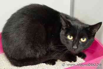 Vzw waarschuwt: je hond of kat laten chippen volstaat niet, laat die chip ook correct registreren