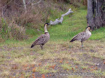 Health Department detects H5 avian flu in Hilo