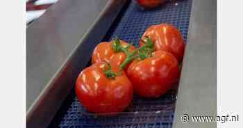 Europese tomatenprijzen in november minimaal 9% hoger dan 5-jarig gemiddelde