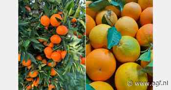 "Siciliaans citrus nu goedkoper dan verwacht"