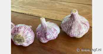 Prijs Chileense knoflook omhoog door wereldwijd tekort