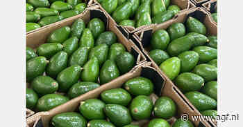 Marokko exporteerde 30.000 ton avocado vanaf oktober