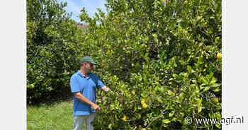 Stabiele en zelfs iets hogere Spaanse citroenenprijzen verwacht