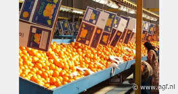 Zware concurrentie uit Marokko en Turkije voor Egyptische sinaasappelen