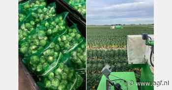 "Na een korte inzinking trekt de afzet van spruiten aan"