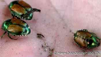 Nationalrat pocht auf die Bekämpfung des Japankäfers