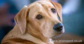 Vet expert has say on most popular dog breeds with problems to watch for