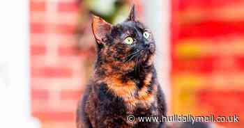 Rescued street cat Pebbles becomes a star in charity calendar after finding forever home