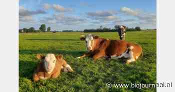 "We gunnen het de bank eigenlijk niet eens meer"