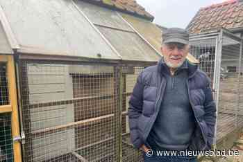 Zeven jaar na vorige inbraak opnieuw 29 duiven gestolen: “Ik ga gaten in de beveiliging meteen sluiten”