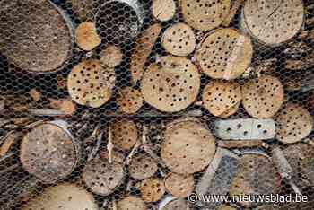 Heist-op-den-Berg, Kontich en Lint zijn bijenvriendelijkste gemeenten: “Kleine inspanningen kunnen voor meer habitat zorgen”
