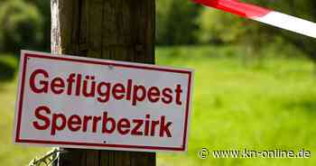 Geflügelpest in Dithmarschen - weitere Vögel mit Symptomen