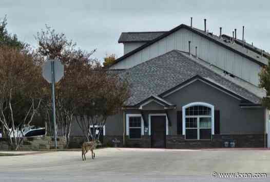 Cedar Park PD reporting uptick in coyote sightings; what to do if you encounter one