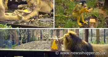 Watch as adorable London Zoo animals open their Christmas presents