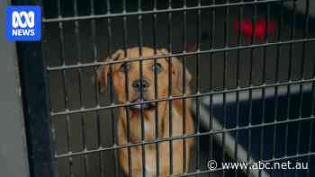 Sydney animal shelters face 'perfect storm' over Christmas, RSPCA warns
