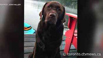 'She’s going to get lots of treats': Dog found after vehicle stolen in Toronto