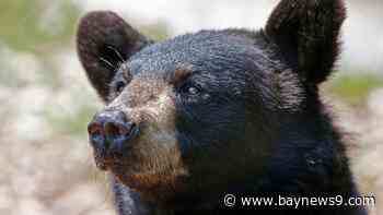 The Big Stories: FWC weighs 1st bear hunt in nearly a decade and Senate Democrats rush to confirm judges