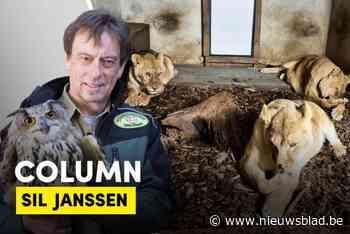 COLUMN. Op reis met drie leeuwinnen