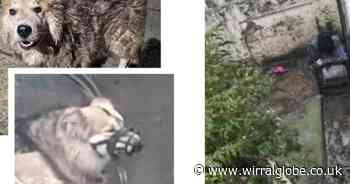 Seven dogs kept in ‘faeces smeared cages’ rescued from owner in Wallasey