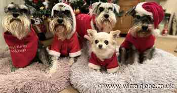 Share a picture of your festive pets wearing their Christmas jumpers