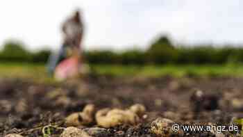 Rekord-Verzehr: Das Comeback der Kartoffel