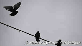 Dunkelflaute Strompreise: Energiekosten explodieren