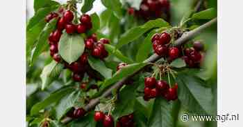 Positieve vooruitzichten voor Chileens kersenseizoen