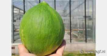 Teelt nieuwe meloenen in Vlaamse kas gelukt