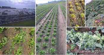 100 jaar Rijk Zwaan, Hessing fresh & easy en Fruity Pack, Agro Care en CombiVliet, ...