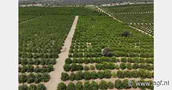 Helft minder limes in Peru