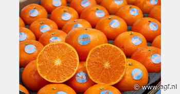 Vroeg Spaans Orri seizoen met kwart kleinere oogst