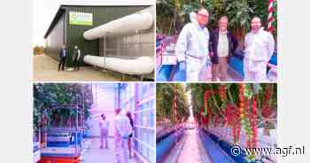 In Noorwegen halen ze voor tweede seizoen op rij 160 kg tomaten per vierkante meter