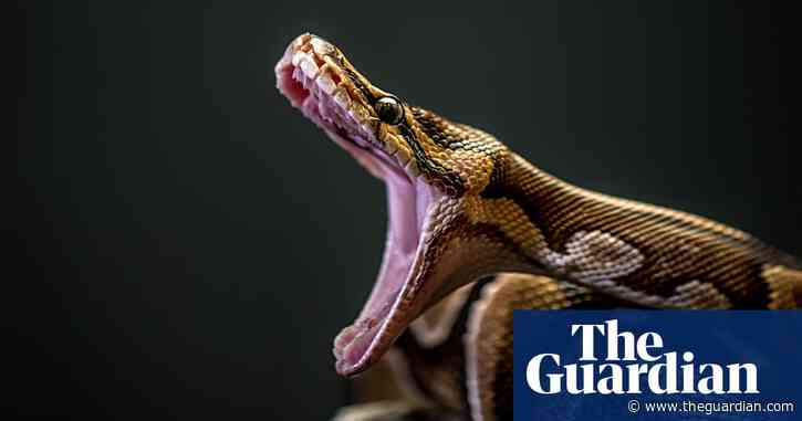 The Burmese python problem: how 20ft predators are wreaking havoc on the Everglades