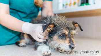 Vets reveal the exact age they consider your dog OLD