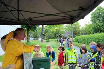 Lint en Kontich bijenvriendelijkste gemeenten van Vlaanderen
