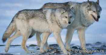 Conservationists eager to see plan to save rare eastern wolf found in Quebec, Ontario