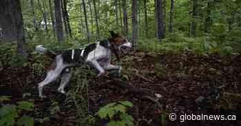 Niche dog sport divided Ford’s caucus as expansion plan killed, then resurrected