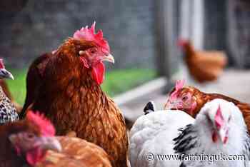 Avian influenza prevention zone declared across parts of England