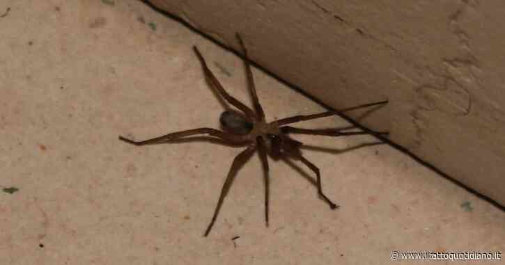 “Ragno violino? Attenzione agli scatoloni con gli arredi di Natale, ama nascondersi ed è difficile da individuare”: l’avvertimento dell’esperto