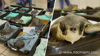 Chilly sea turtles from New England flown to Florida Keys to warm up