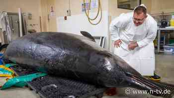 "Bemerkenswerte Entdeckung": Forscher sezieren seltenen Wal und lernen Neues