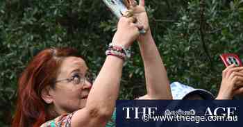 Unbearable: Koala and kangaroo harassment chasing wildlife away