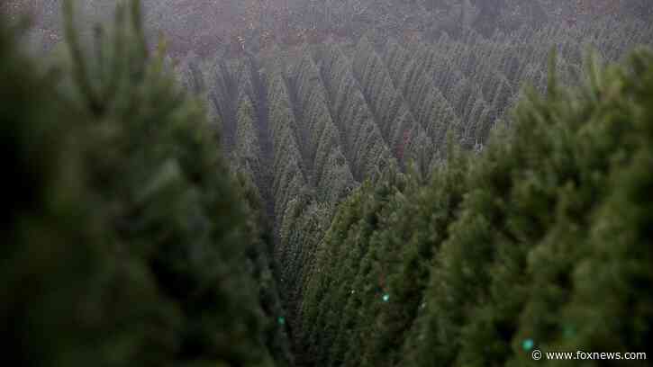 The world’s largest Christmas tree farm in Oregon sells nearly 1 million trees annually