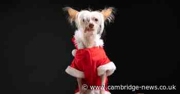 Meet the Cambridgeshire dog officially crowned the ugliest in Britain