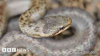 Rare heathland species to benefit from restoration