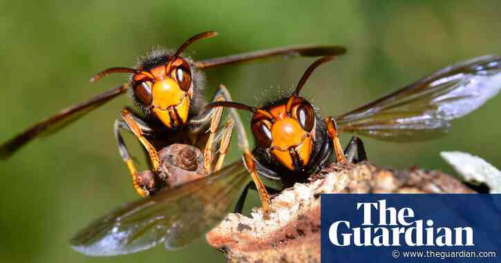 Rapid spread of bee-killing Asian hornets halted in UK