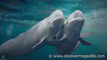 Why Beluga Whales are the Canaries of the Sea