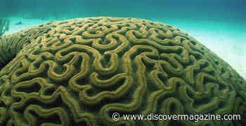 Brain Coral Looks Like a Brain, and Can Live up to 900 Years