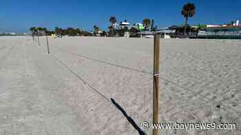St. Pete Beach commissioner wants dune protection enforcement