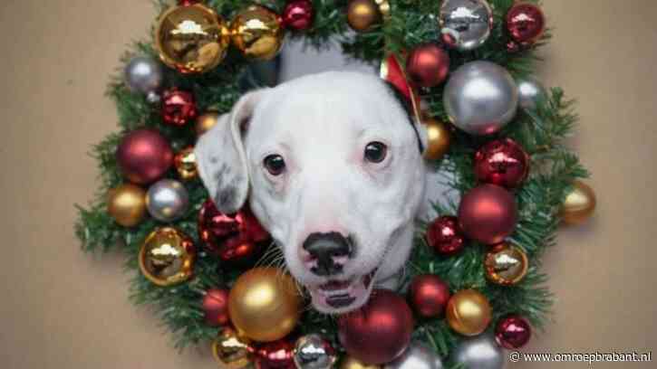 Langzittende asielhond Pimmetje zoekt een warm thuis voor kerst